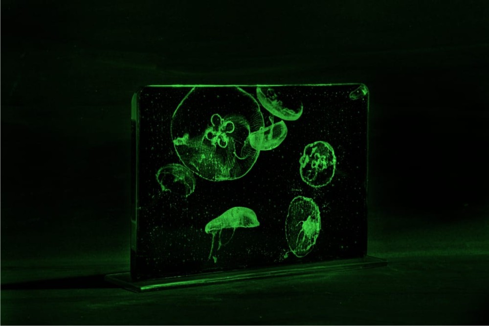 Medusas - Jellyfish, pelagia noctiluca Medusas - Jellyfish, pelagia noctiluca